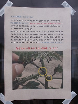soyokaze06.jpg