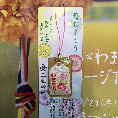 kiku03-3.jpg
