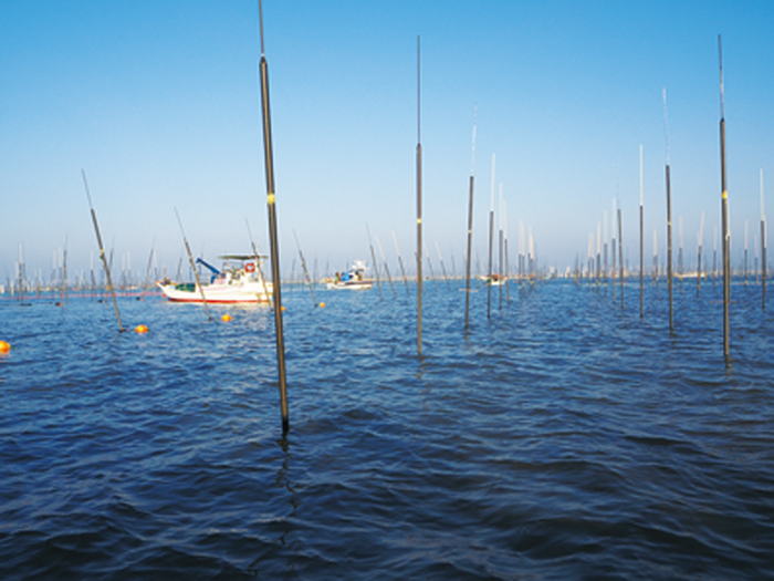 海苔の種付けを視察 