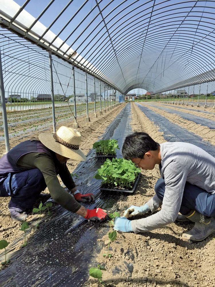 枝豆の苗を定植した4月