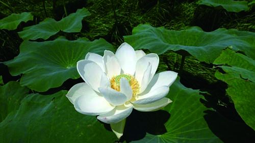 レンコンの畑に花が咲き感動 