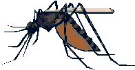 蚊.png